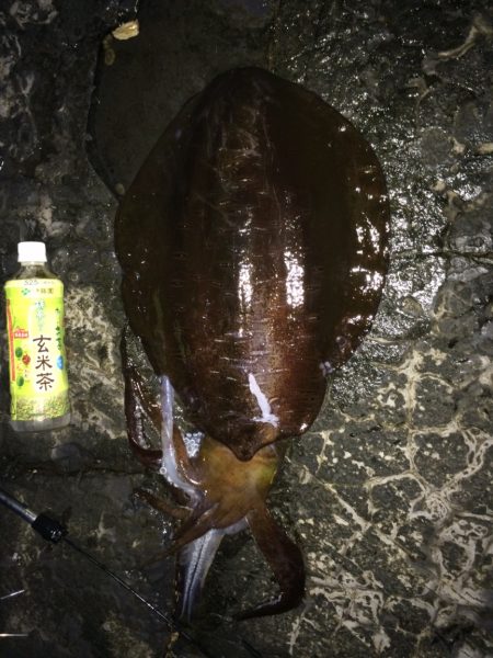 ３kg！気持ち良い引きを楽しみました♪